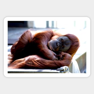 Orang Utang - Sleeping Beauty Sticker